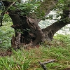 Plants: image 65 Of 208 Thumb